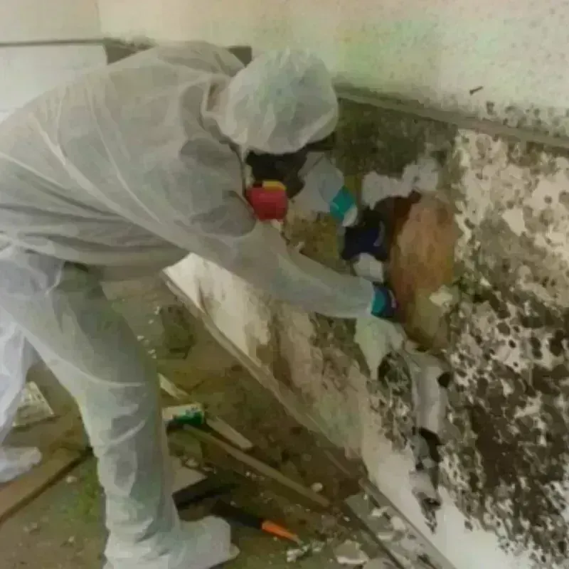 Mold Remediation and Removal in Sandusky, OH